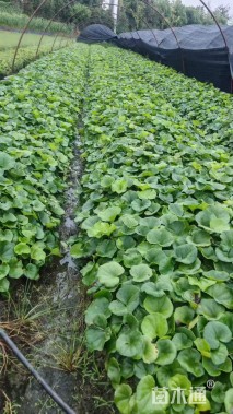 高度20厘米大吴风草