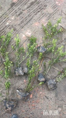 高度35厘米龟甲冬青