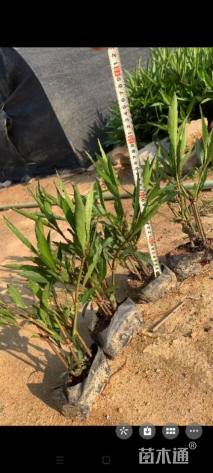 高度20厘米翠芦莉