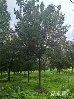 12.15公分五角枫