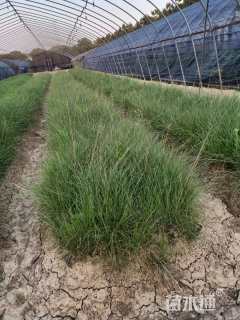 高度50厘米粉黛乱子草