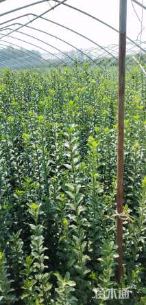 高度1.5厘米北海道黄杨