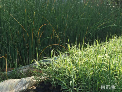 高度20厘米花叶芦竹