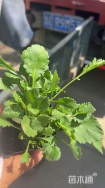 高度10厘米大滨菊