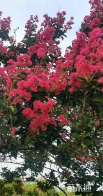12公分四川红紫薇