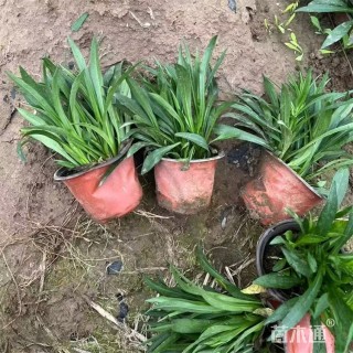 高度20厘米荷兰菊