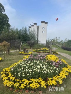 高度35厘米菊花