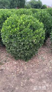 冠幅90厘米大叶黄杨球