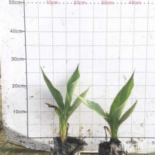 高度40厘米美人蕉