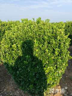 冠幅80厘米大叶黄杨球