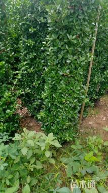 高度150厘米大叶黄杨柱