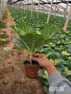 高度16厘米羽衣甘蓝