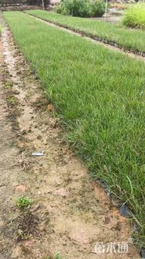 高度5厘米小兔子狼尾草