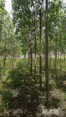 10公分速生楸树