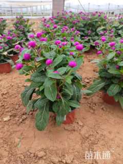 高度20厘米千日红