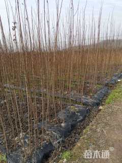 高度100厘米桃形李