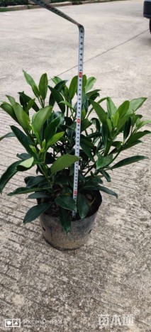非洲茉莉