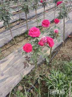 1.5公分小青杆月季