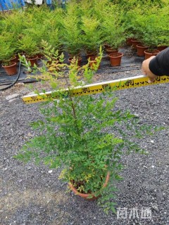 高度30厘米南天竹