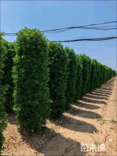 高度180厘米大叶黄杨柱