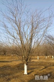 22公分西府海棠