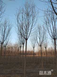 旱柳