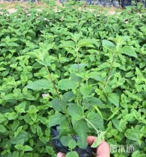 高度15厘米紫花马樱丹