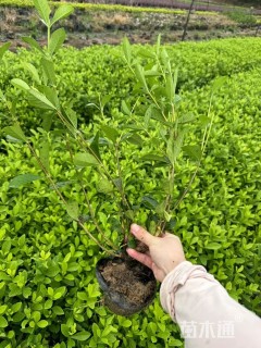 高度50厘米大叶栀子