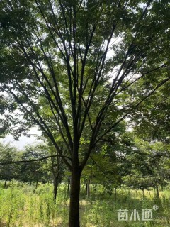 25公分榉树