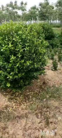 冠幅100厘米大叶黄杨球