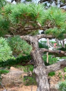 20公分造型五针松