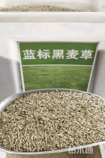 黑麦草种子