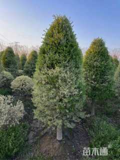 高度200厘米金姬小蜡