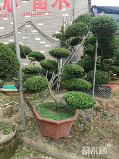 15公分造型龟甲冬青