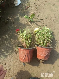 高度13厘米半枝莲