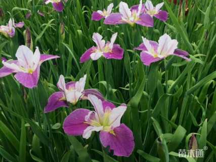 高度35厘米鸢尾