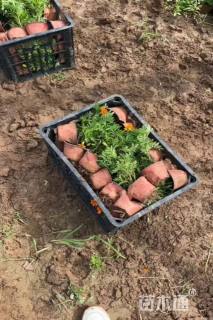 高度15厘米孔雀草