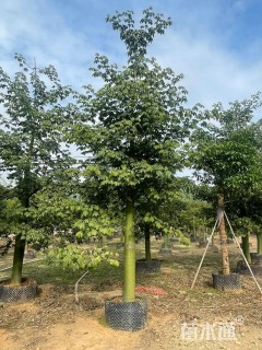 20公分大腹木棉