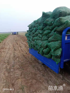 高度15厘米细叶麦冬草