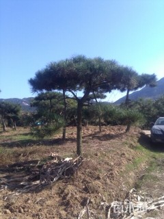 15公分造型黑松