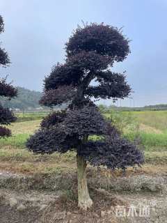 造型红花檵木桩