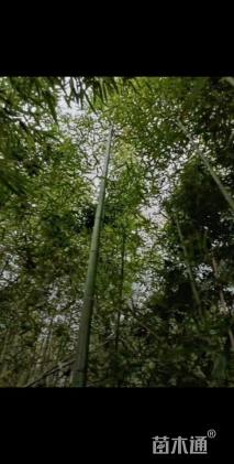 地栽苗楠竹
