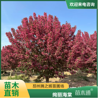 14公分绚丽海棠