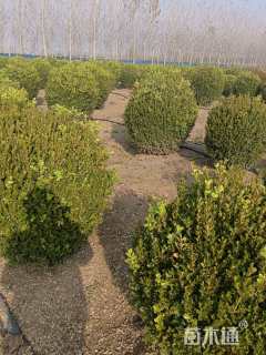 冠幅1.2厘米瓜子黄杨球