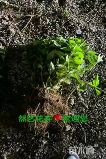 高度40厘米连翘