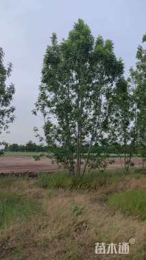 高度6厘米(5杆)丛生白蜡