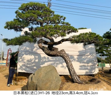 35公分日本黑松