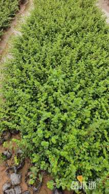 高度25厘米平枝栒子