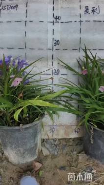 高度20厘米翠芦莉