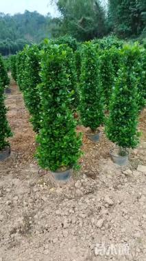 高度150厘米火山榕